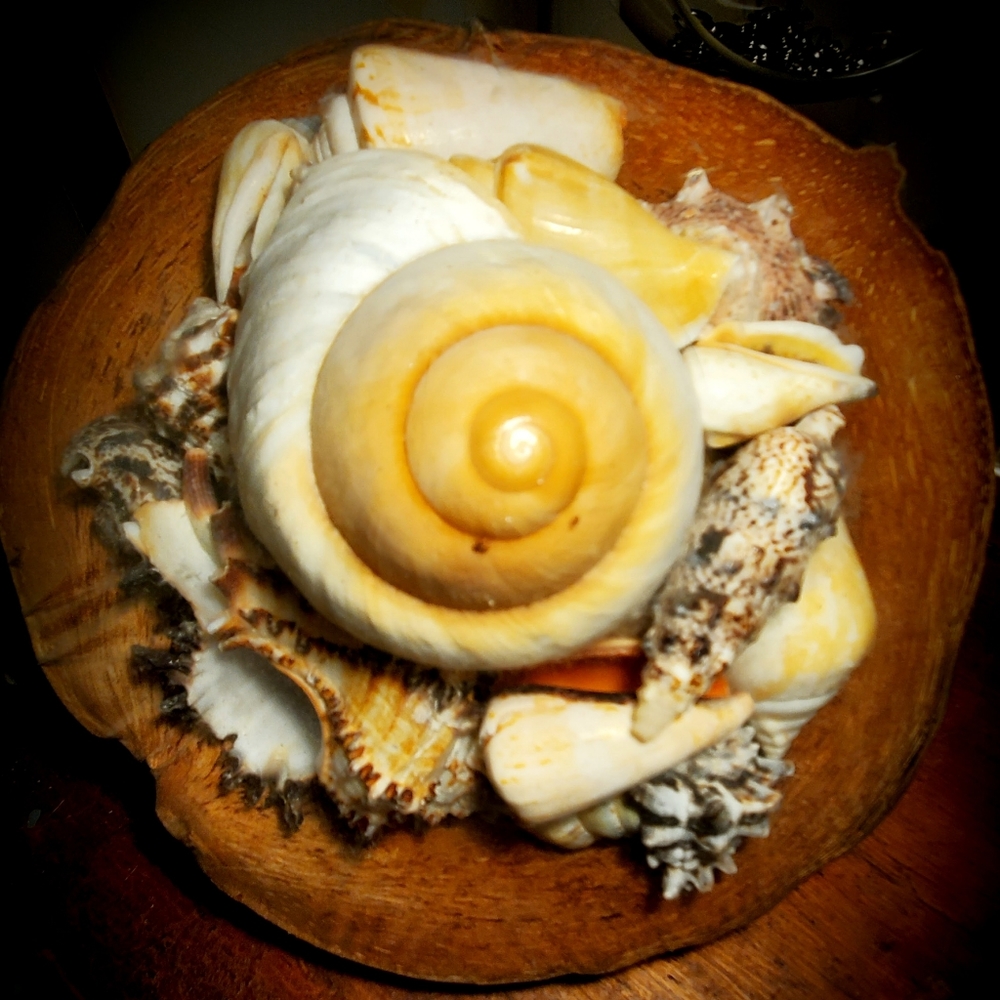 Seashell filled Coconut Gift